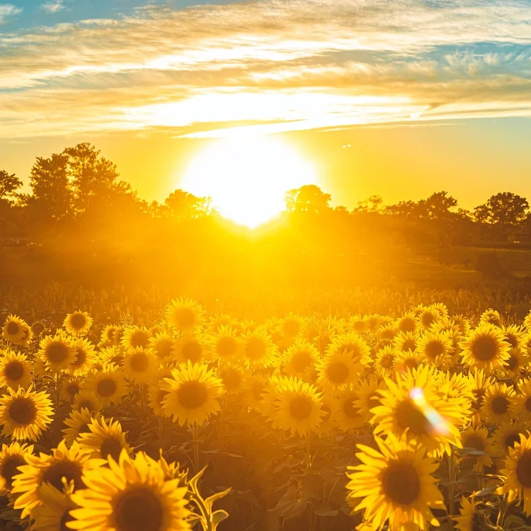 field of sunflowers with sun setting in the background